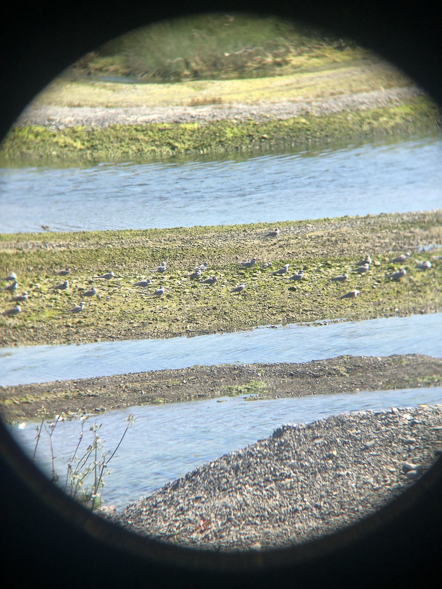 Black-fronted Tern - ML639846361