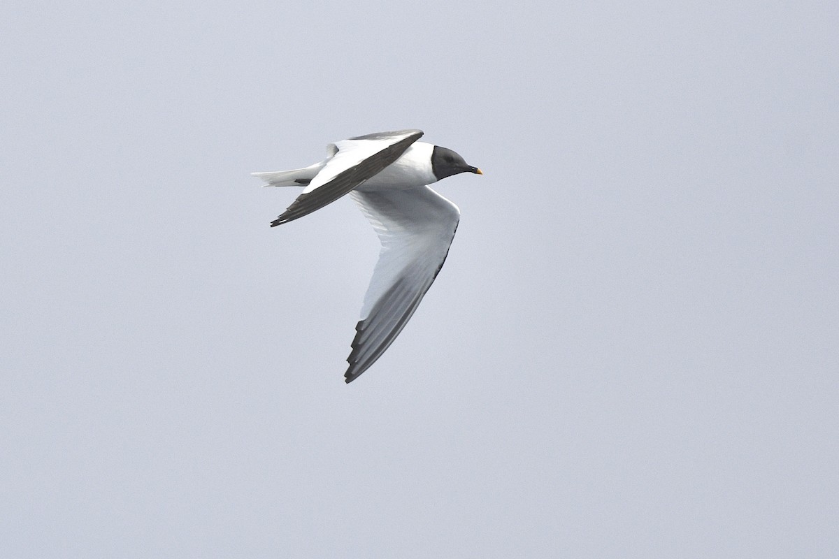 Sabine's Gull - ML639846381