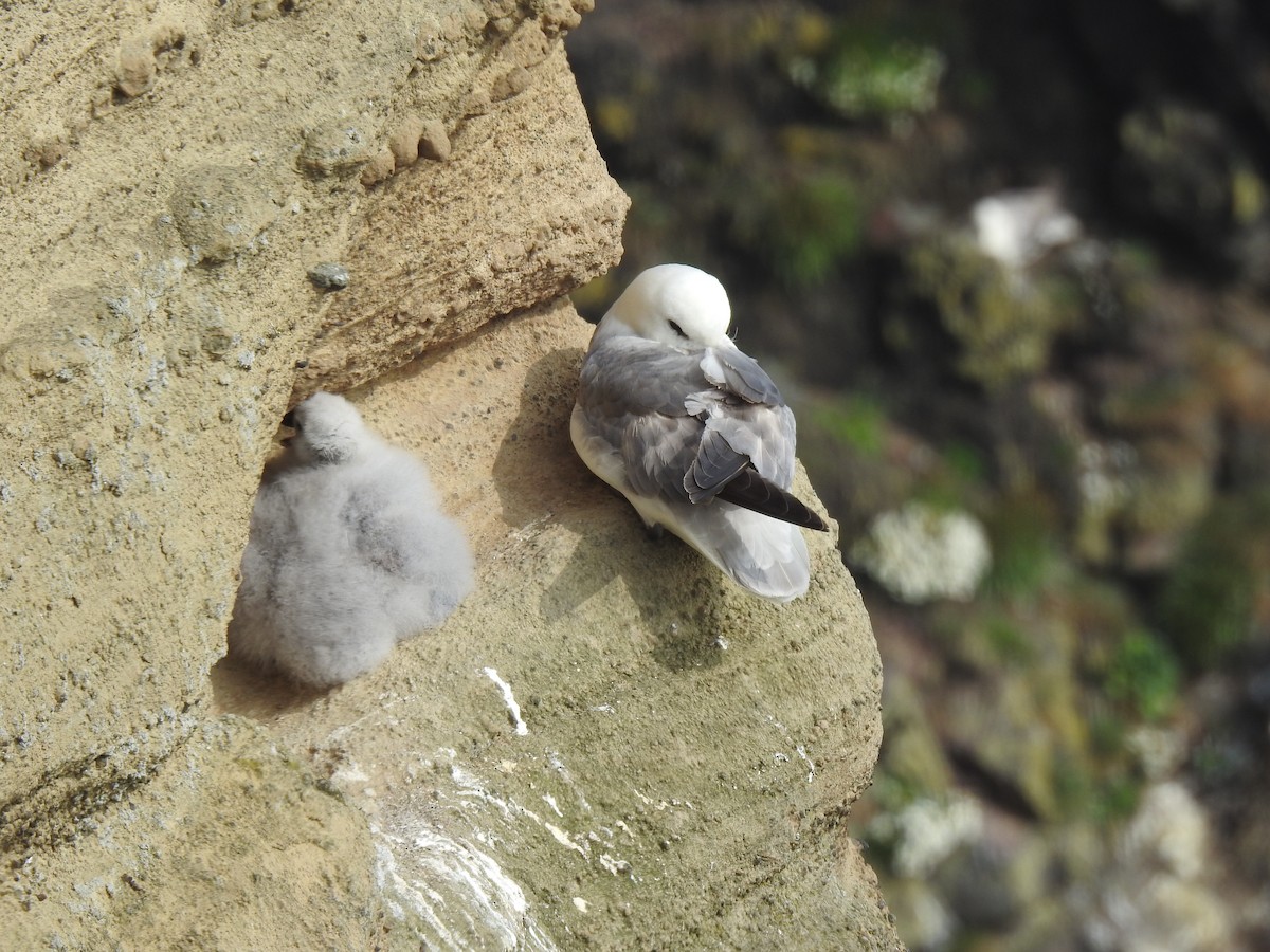 Northern Fulmar - ML639846408