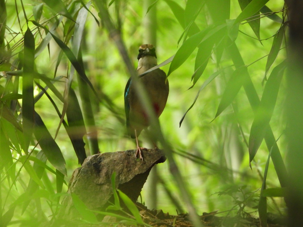 Fairy Pitta - ML639846414