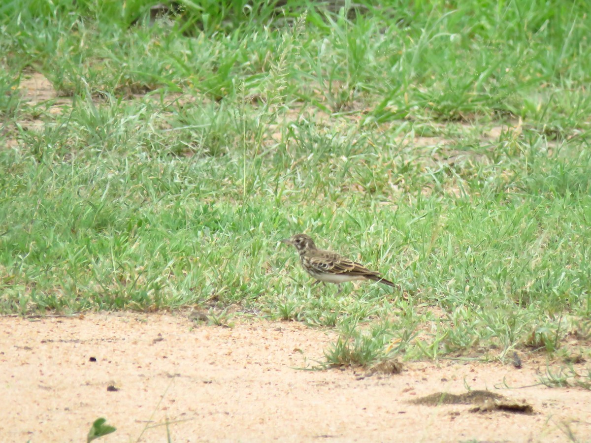 Dusky Lark - ML639846423