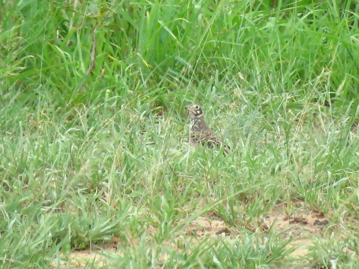 Dusky Lark - ML639846424