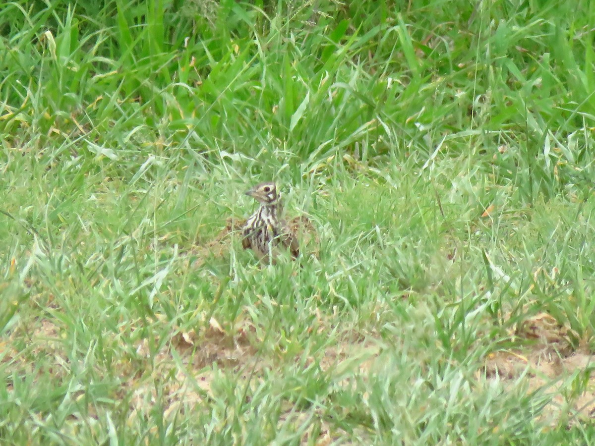 Dusky Lark - ML639846425