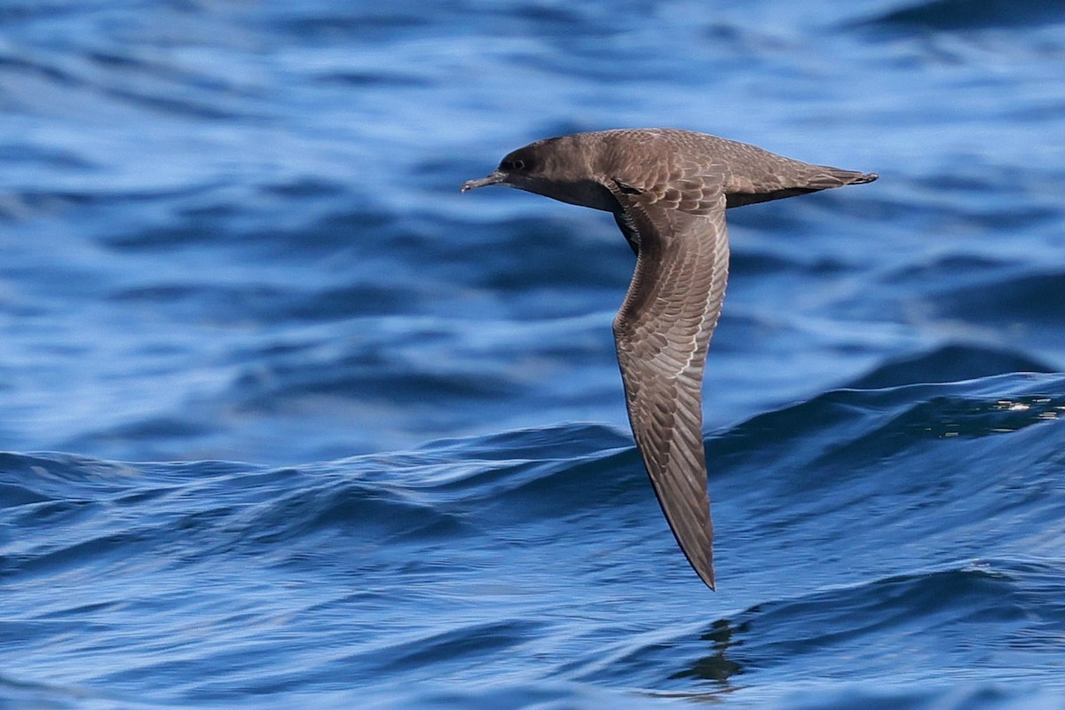 Sooty Shearwater - ML639846428