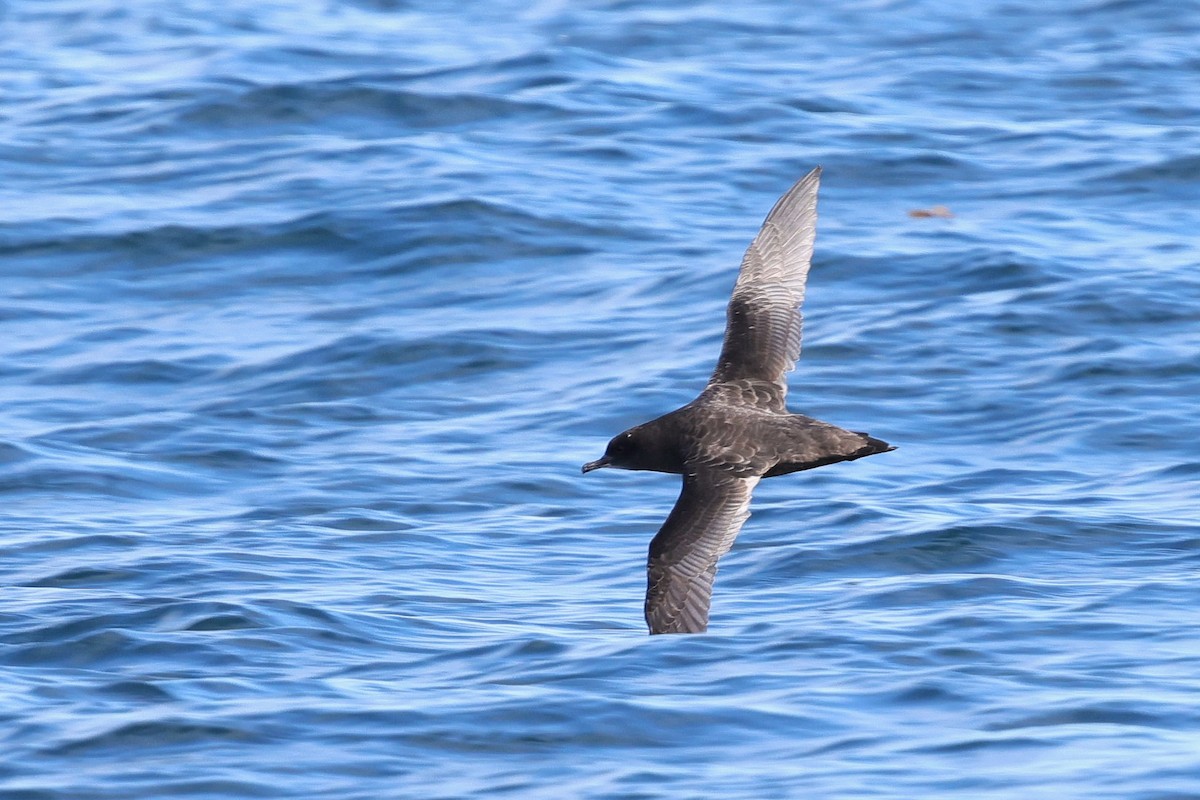 Short-tailed Shearwater - ML639846429