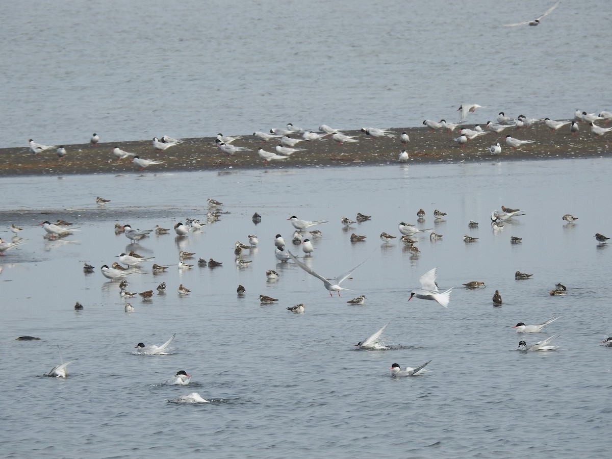 Умардын хараалай - ML639846441