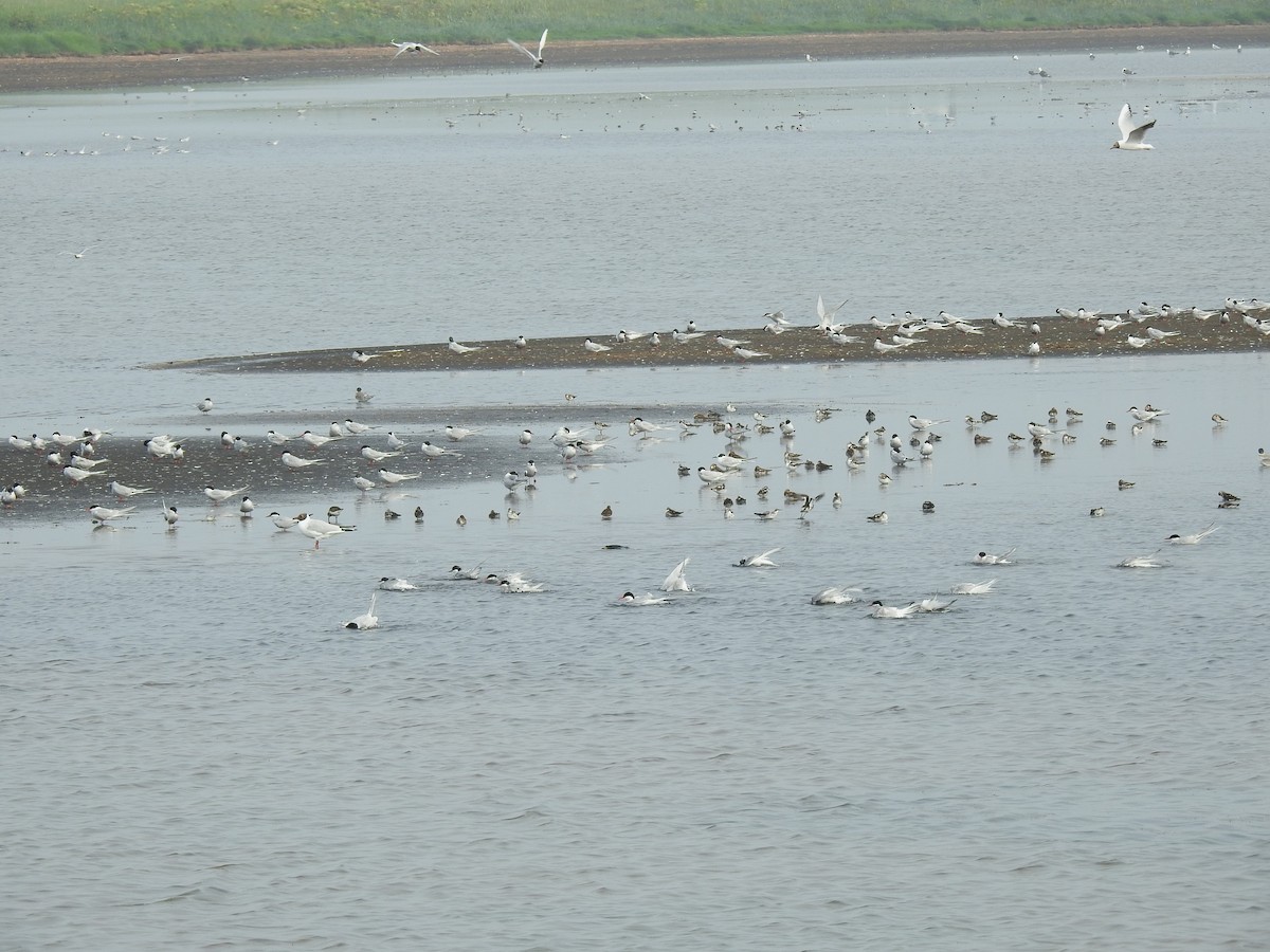 Умардын хараалай - ML639846442