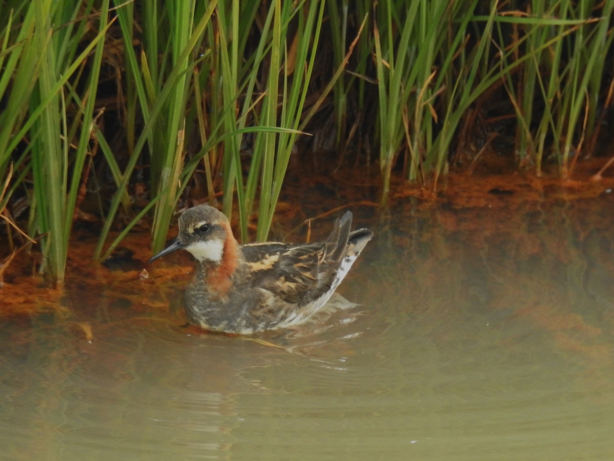 Нарийн сэлээхэй - ML639846446