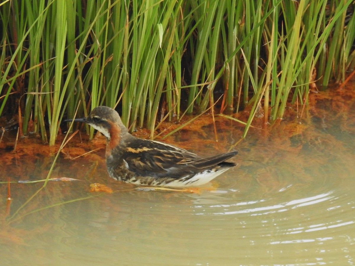 Нарийн сэлээхэй - ML639846447