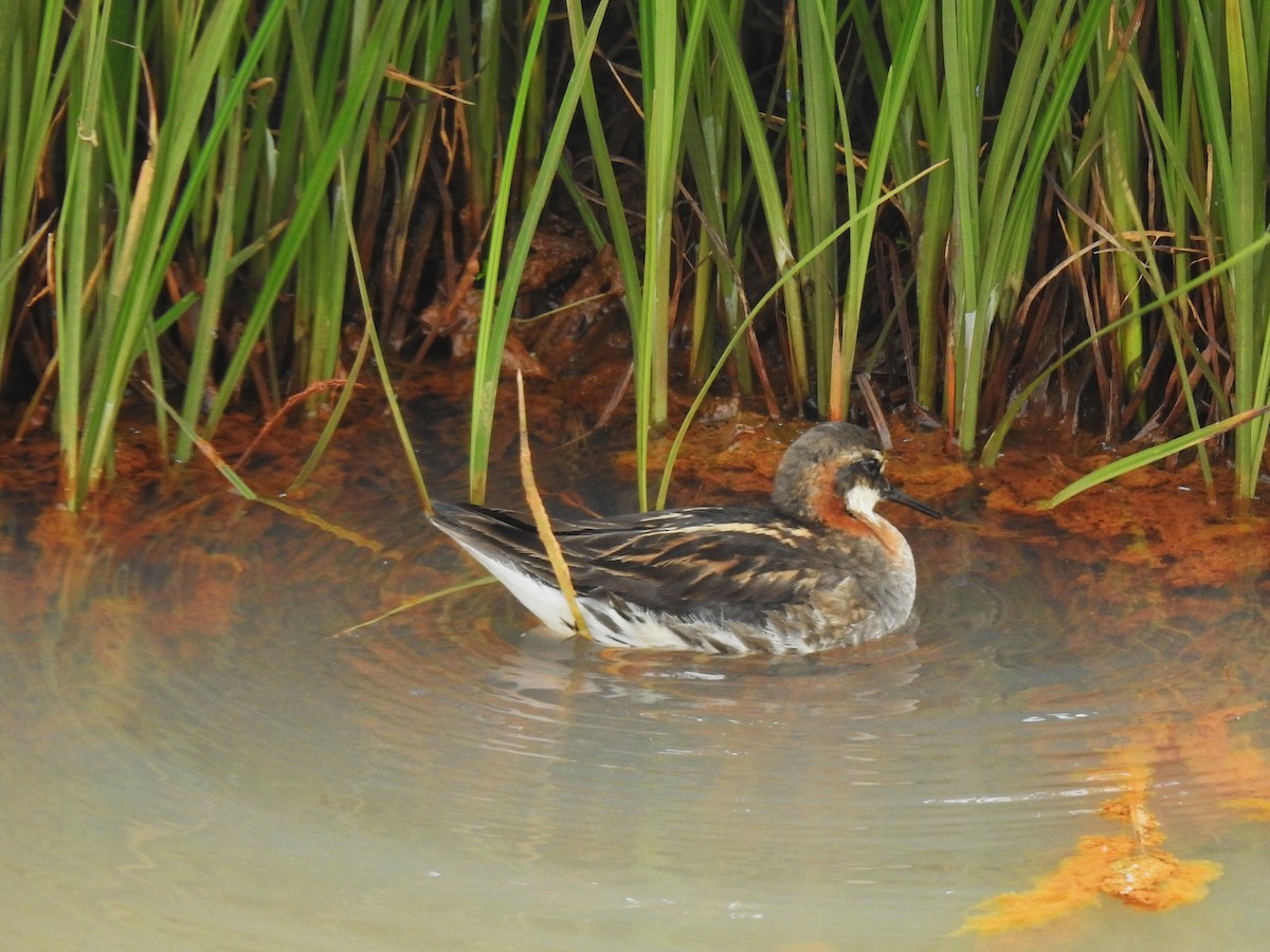 Нарийн сэлээхэй - ML639846448