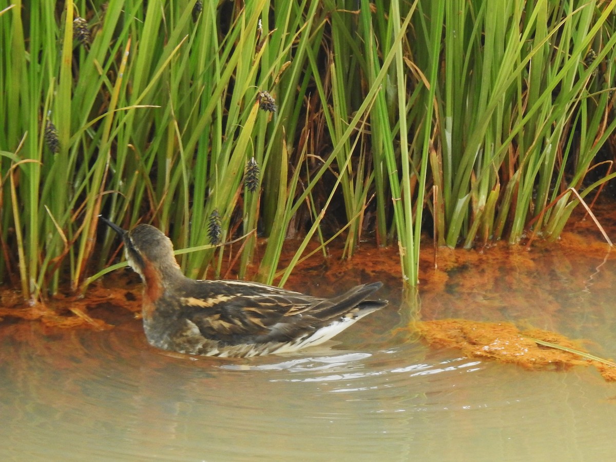 Нарийн сэлээхэй - ML639846449