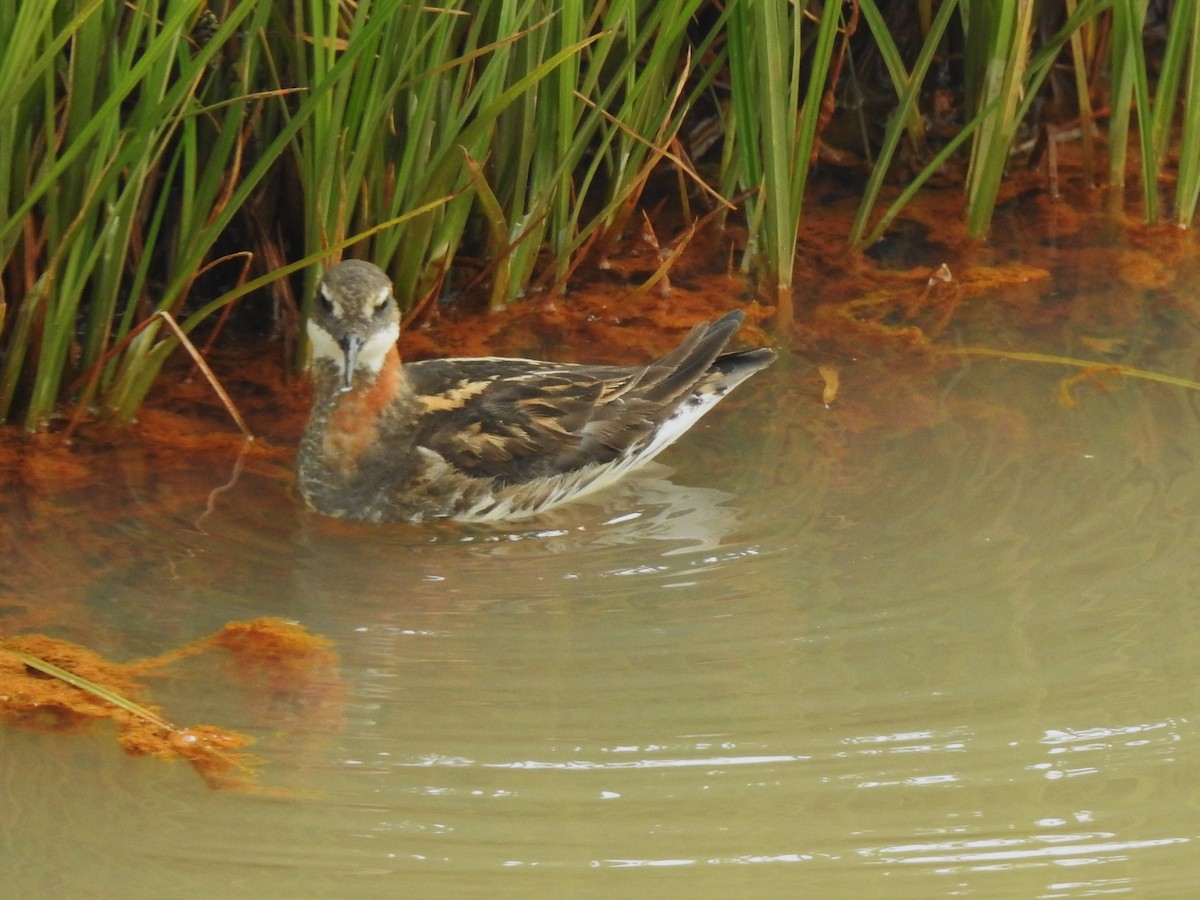 Нарийн сэлээхэй - ML639846450