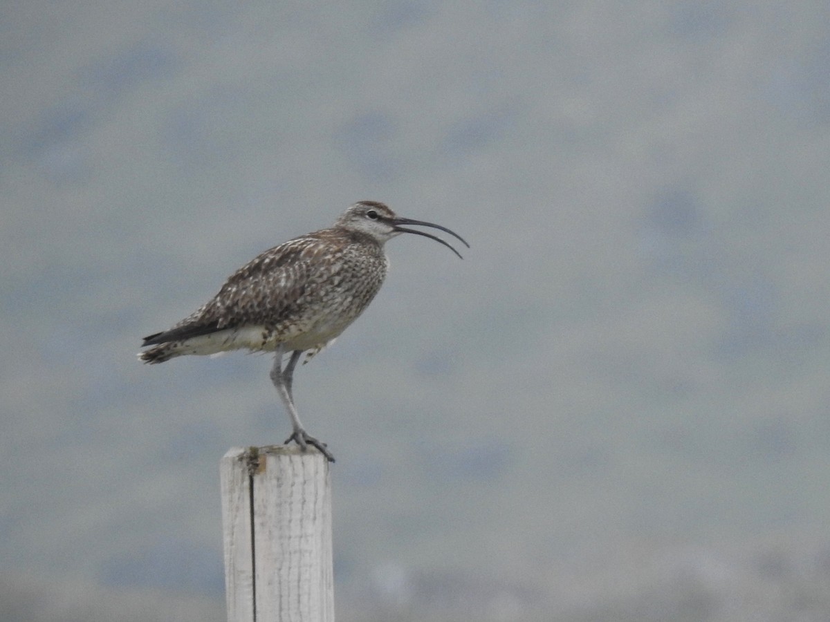 Eurasian Whimbrel - ML639846506