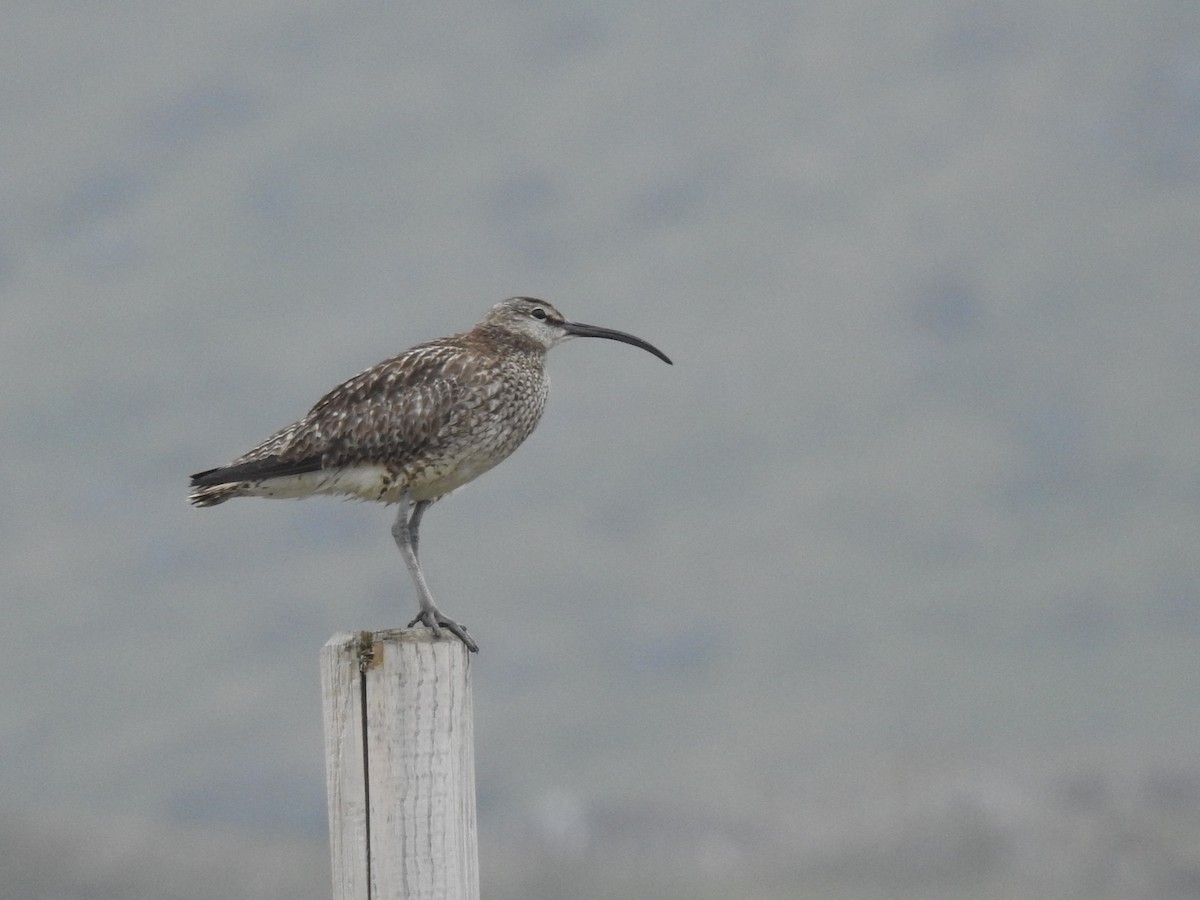 Eurasian Whimbrel - ML639846507