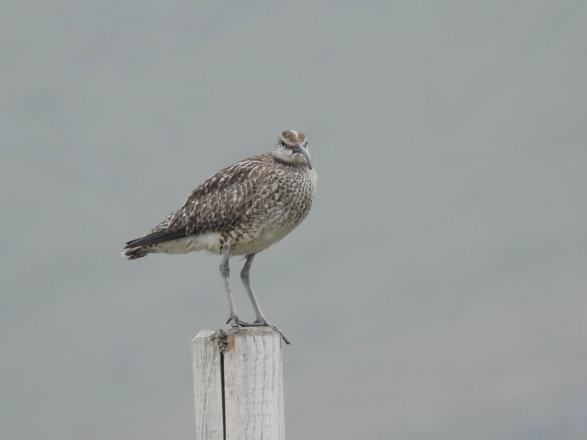 Eurasian Whimbrel - ML639846508