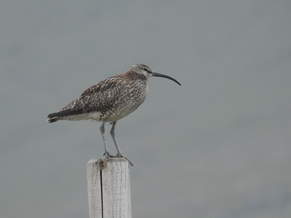 Eurasian Whimbrel - ML639846509