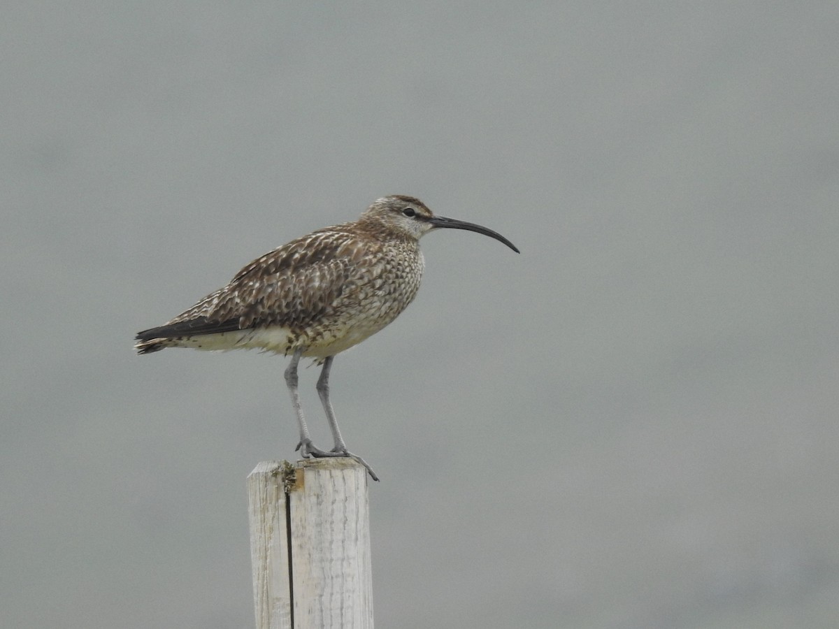 Eurasian Whimbrel - ML639846510