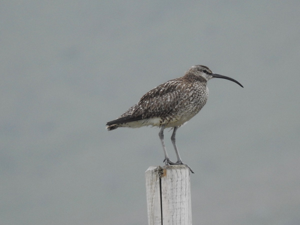 Eurasian Whimbrel - ML639846511