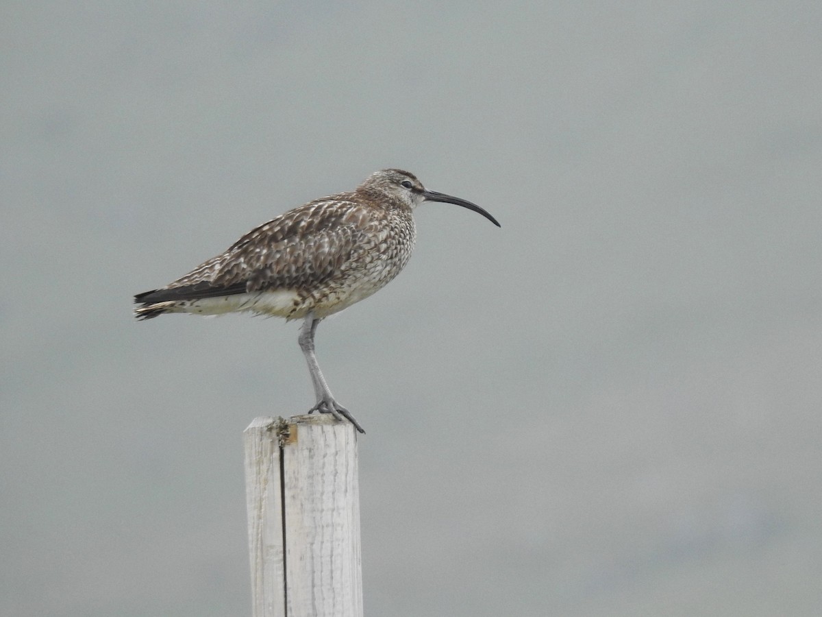 Eurasian Whimbrel - ML639846512
