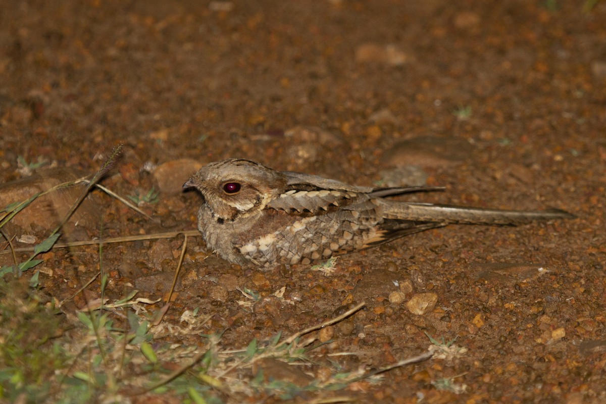 Long-tailed Nightjar - ML639846556