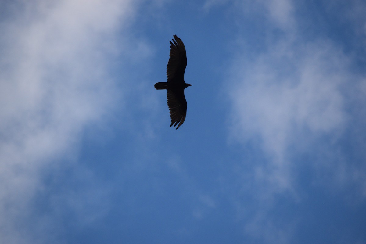 Turkey Vulture - ML639846680