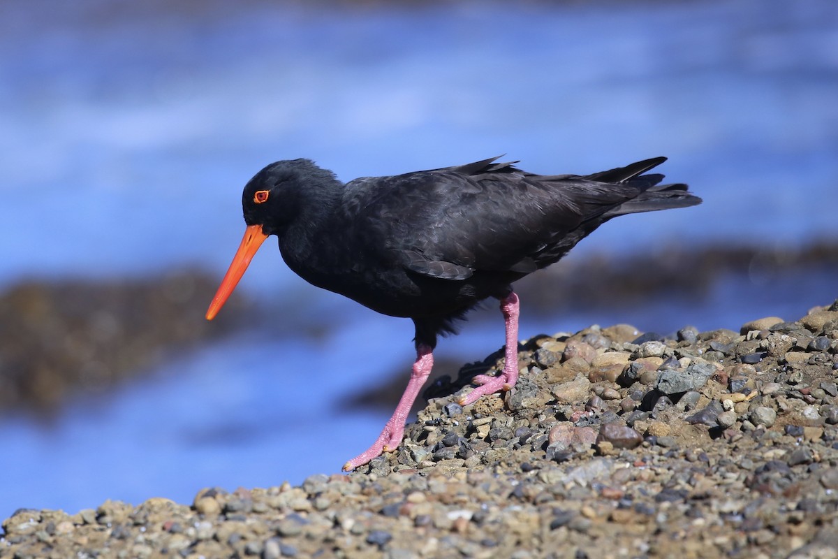 Sooty Oystercatcher - ML639846719