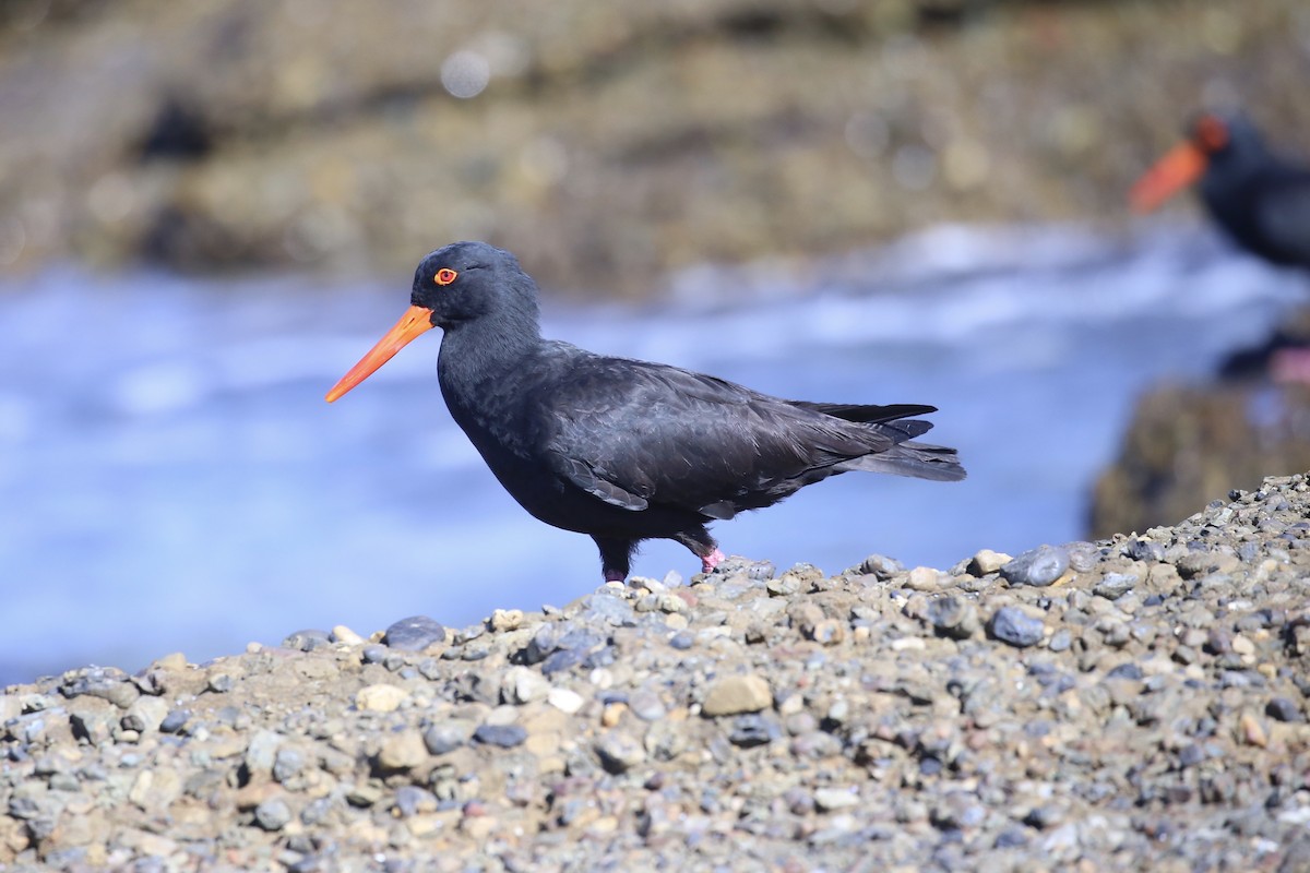 Sooty Oystercatcher - ML639846720