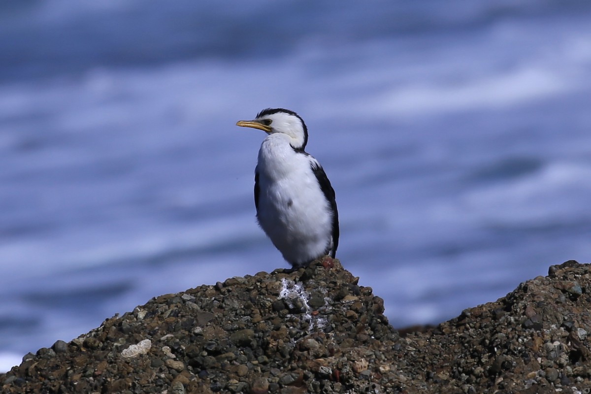 Little Pied Cormorant - ML639846732