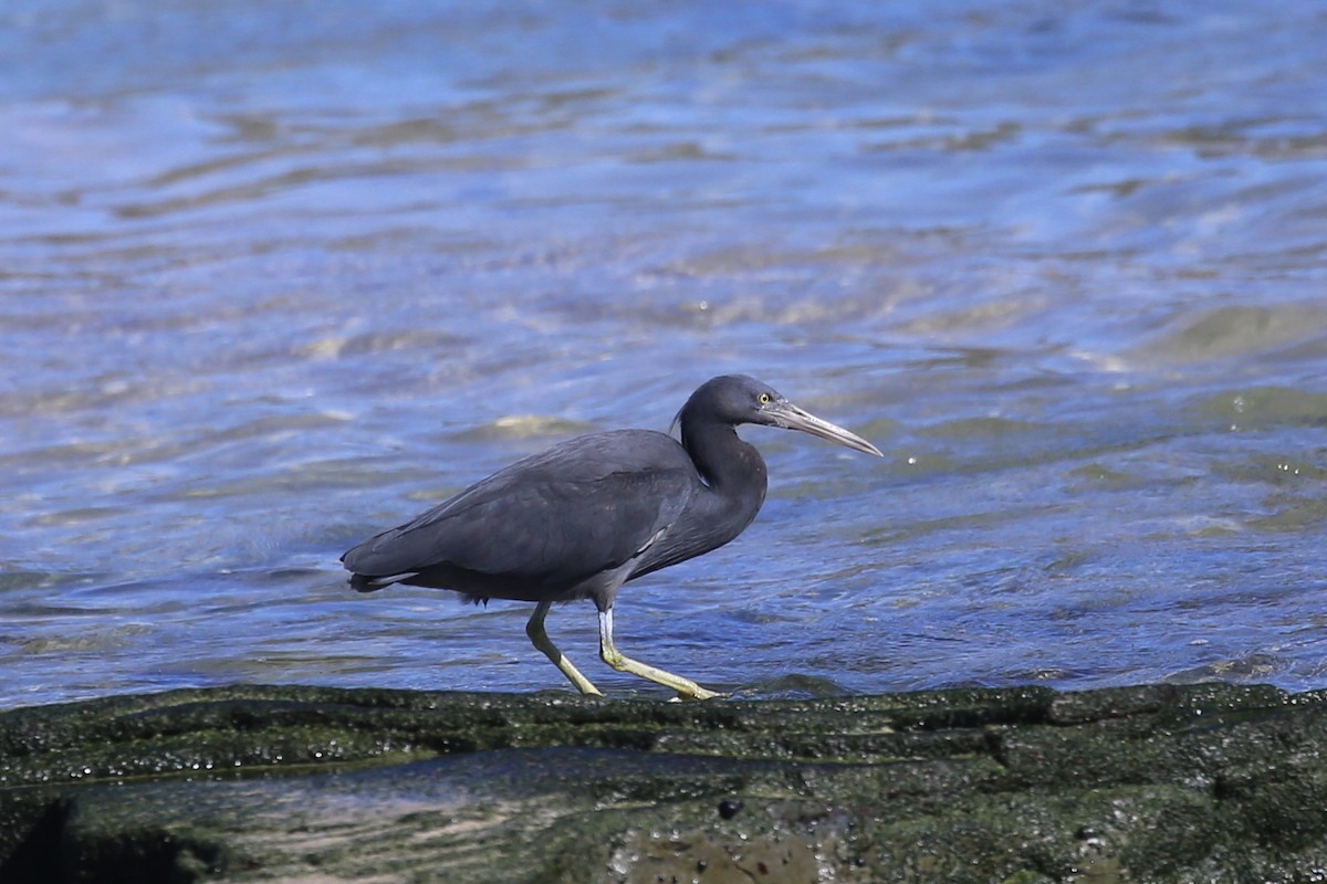 Pacific Reef-Heron - ML639846740