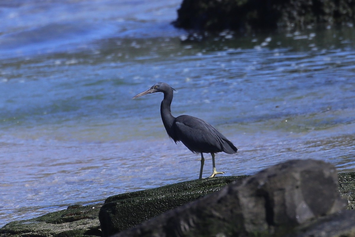 Pacific Reef-Heron - ML639846741