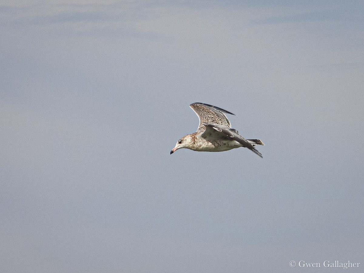 Ring-billed Gull - ML639846752