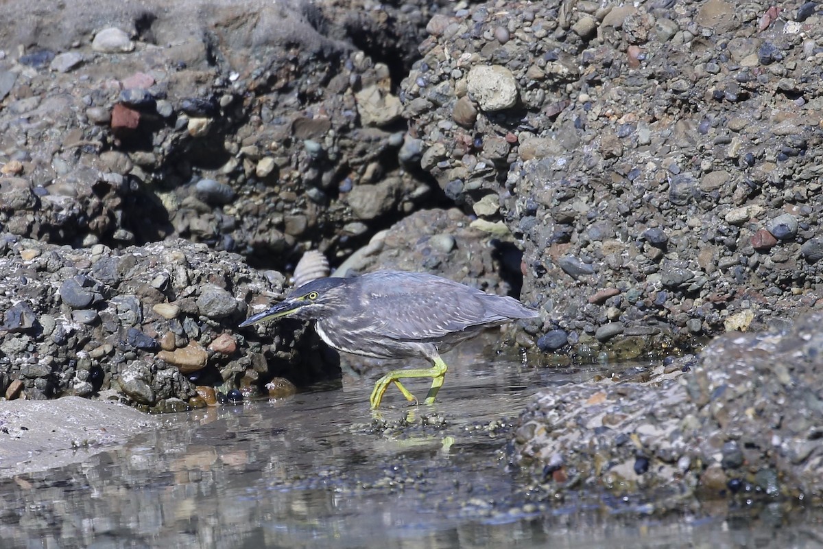 Striated Heron (Old World) - ML639846754