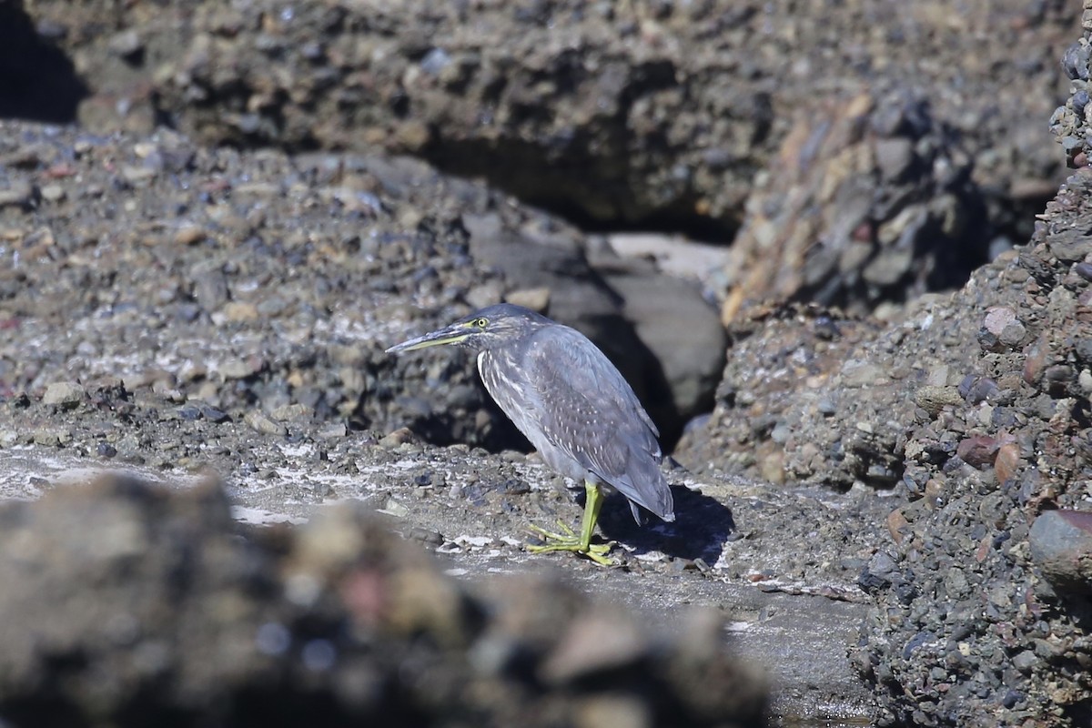 Striated Heron (Old World) - ML639846755