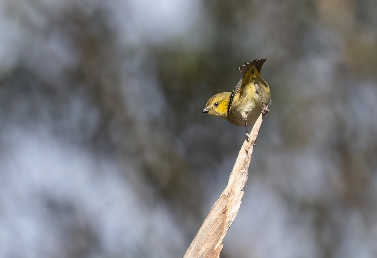 Forty-spotted Pardalote - ML639846767