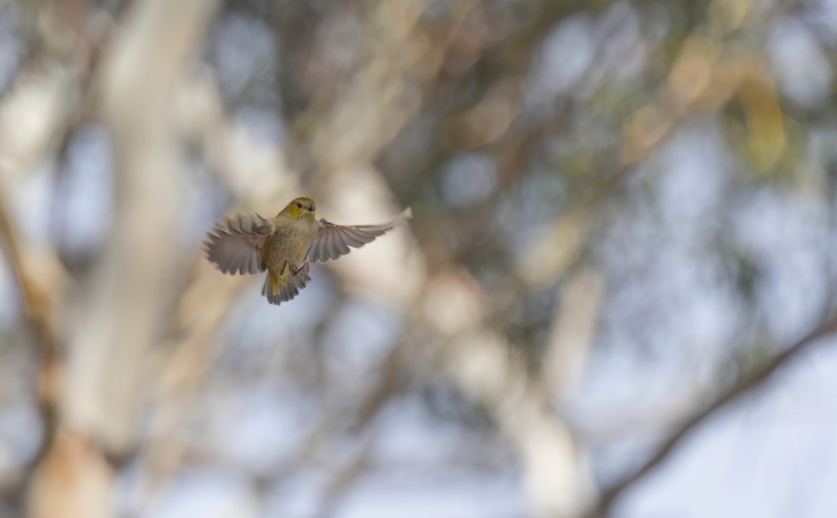 Forty-spotted Pardalote - ML639846769