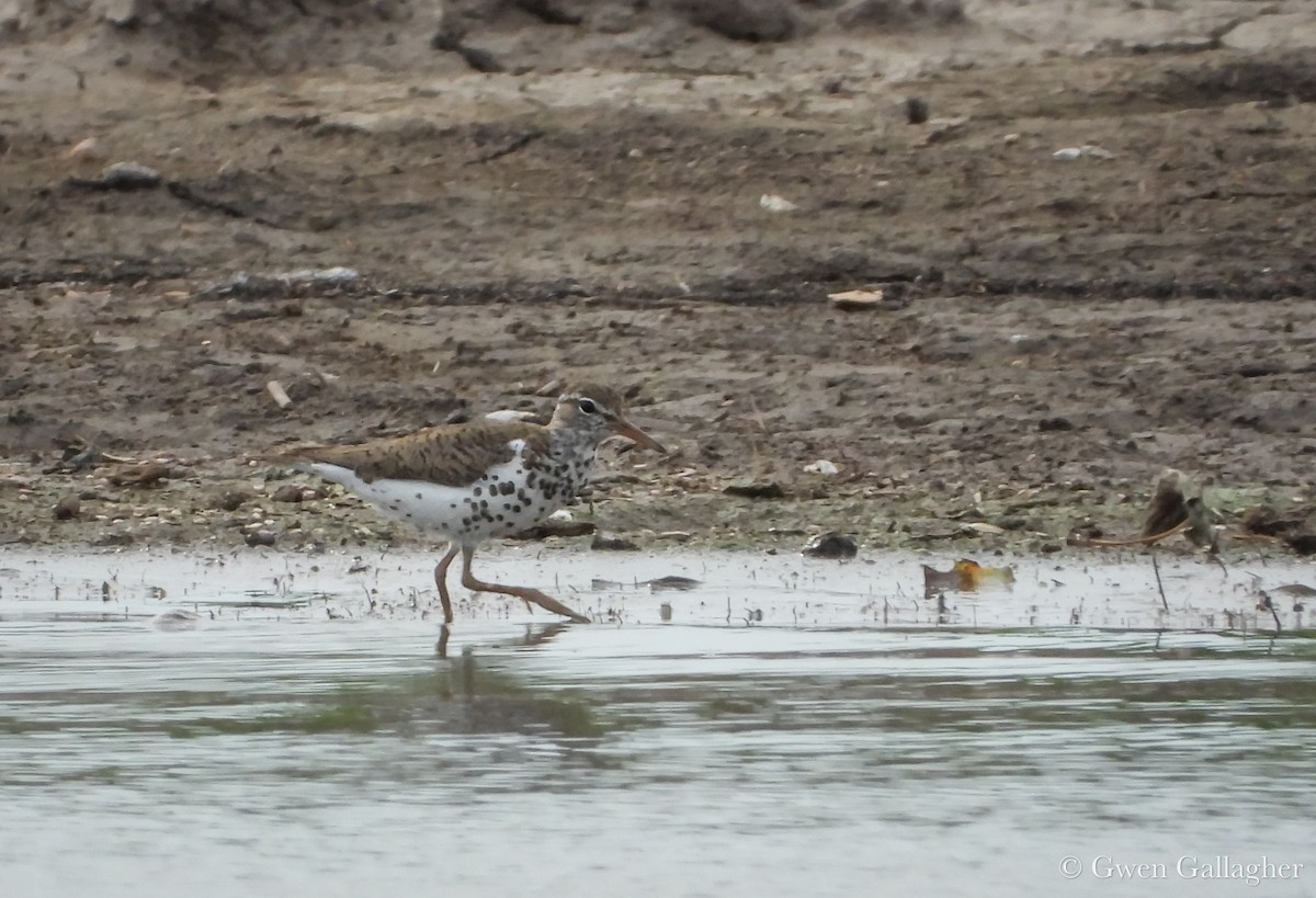 Spotted Sandpiper - ML639846805