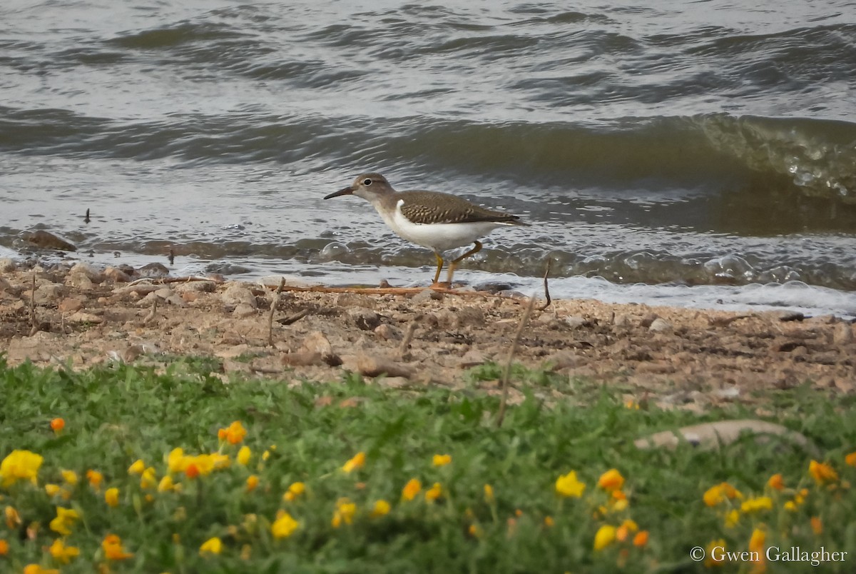 Spotted Sandpiper - ML639846813