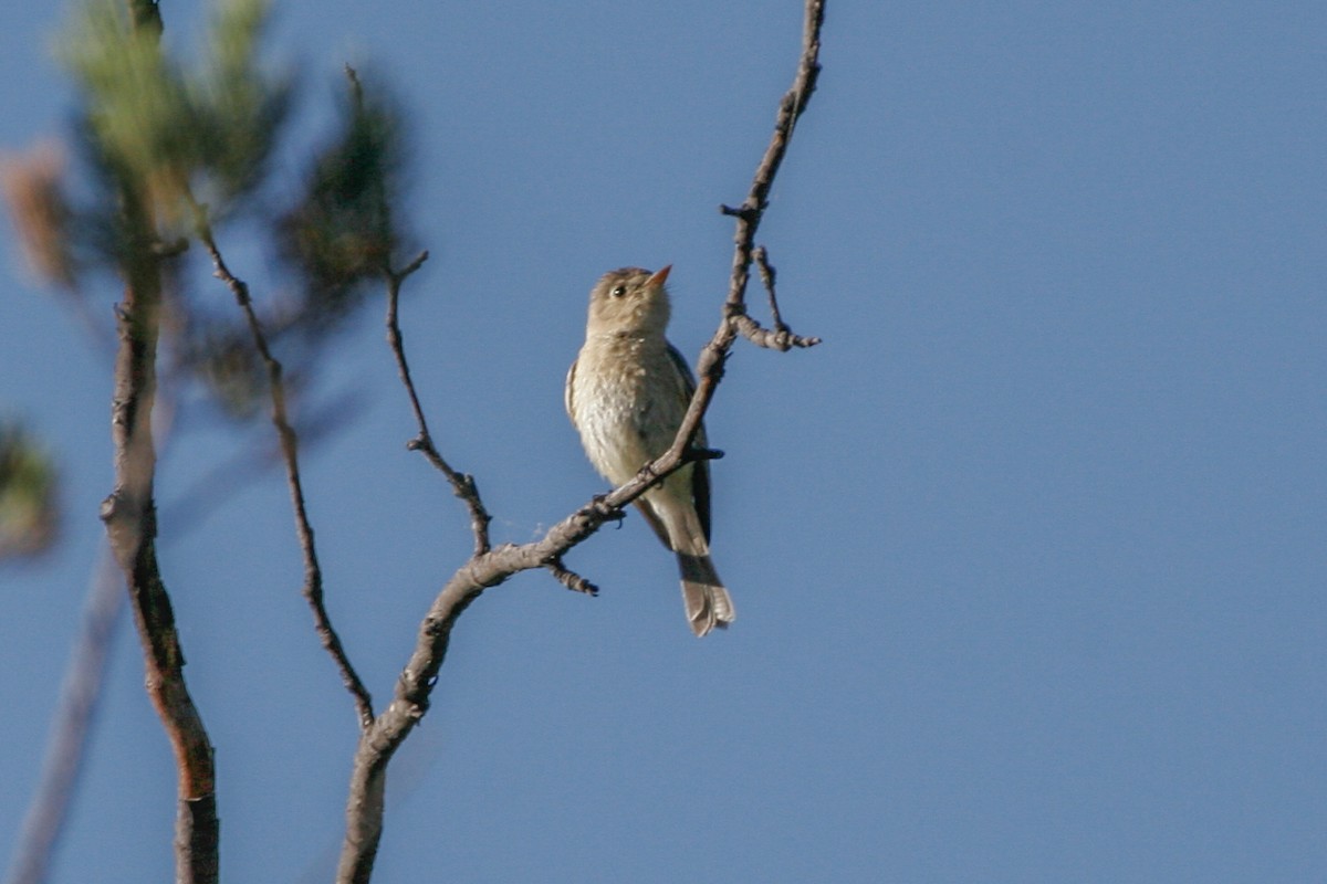 Buff-breasted Flycatcher - ML639846839