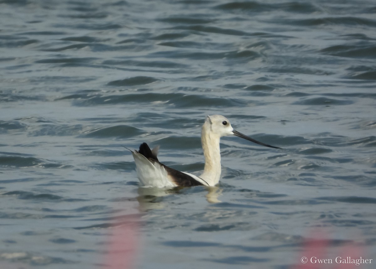 American Avocet - ML639846868