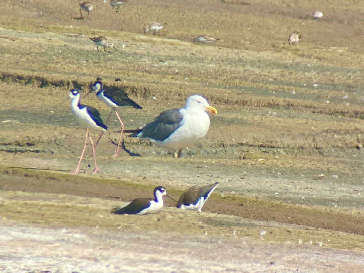Yellow-footed Gull - ML639846881