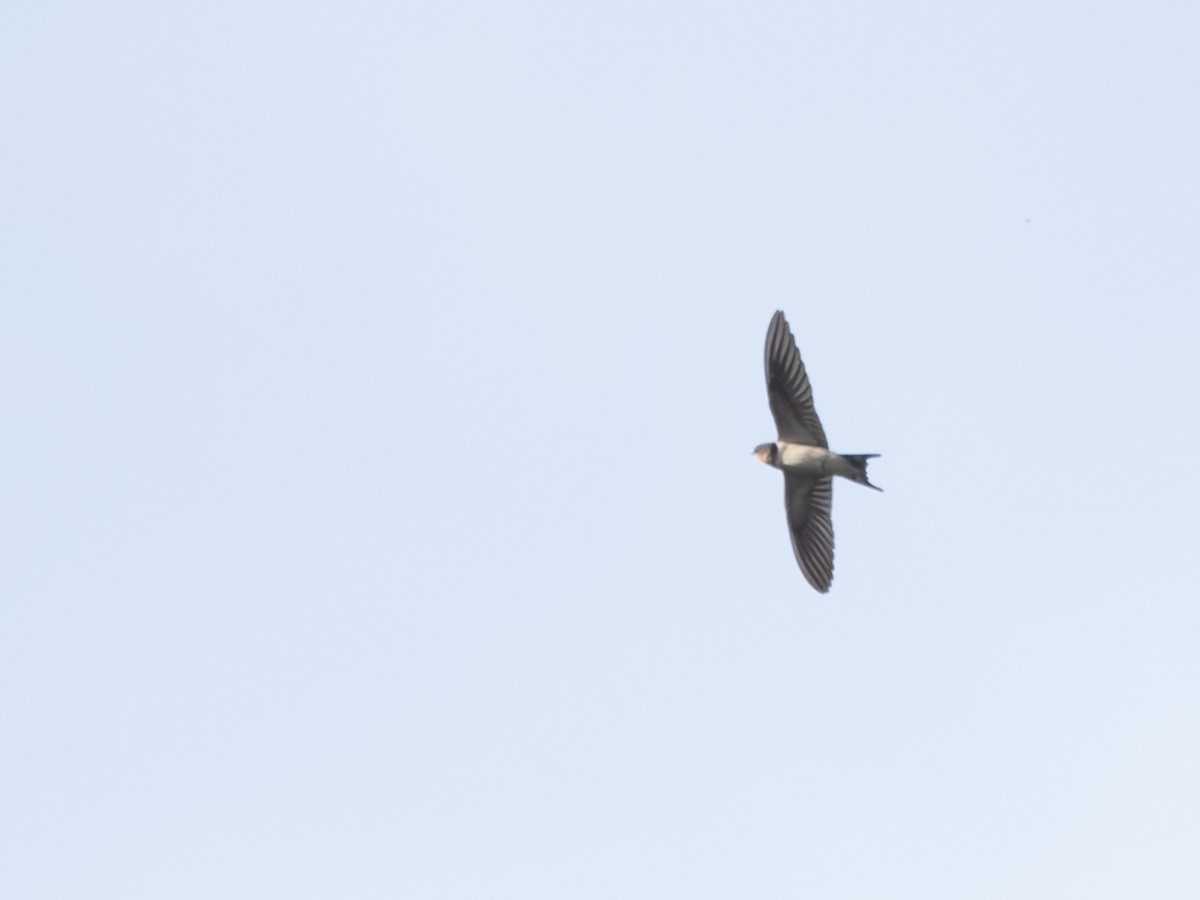 ツバメ - ML639846901