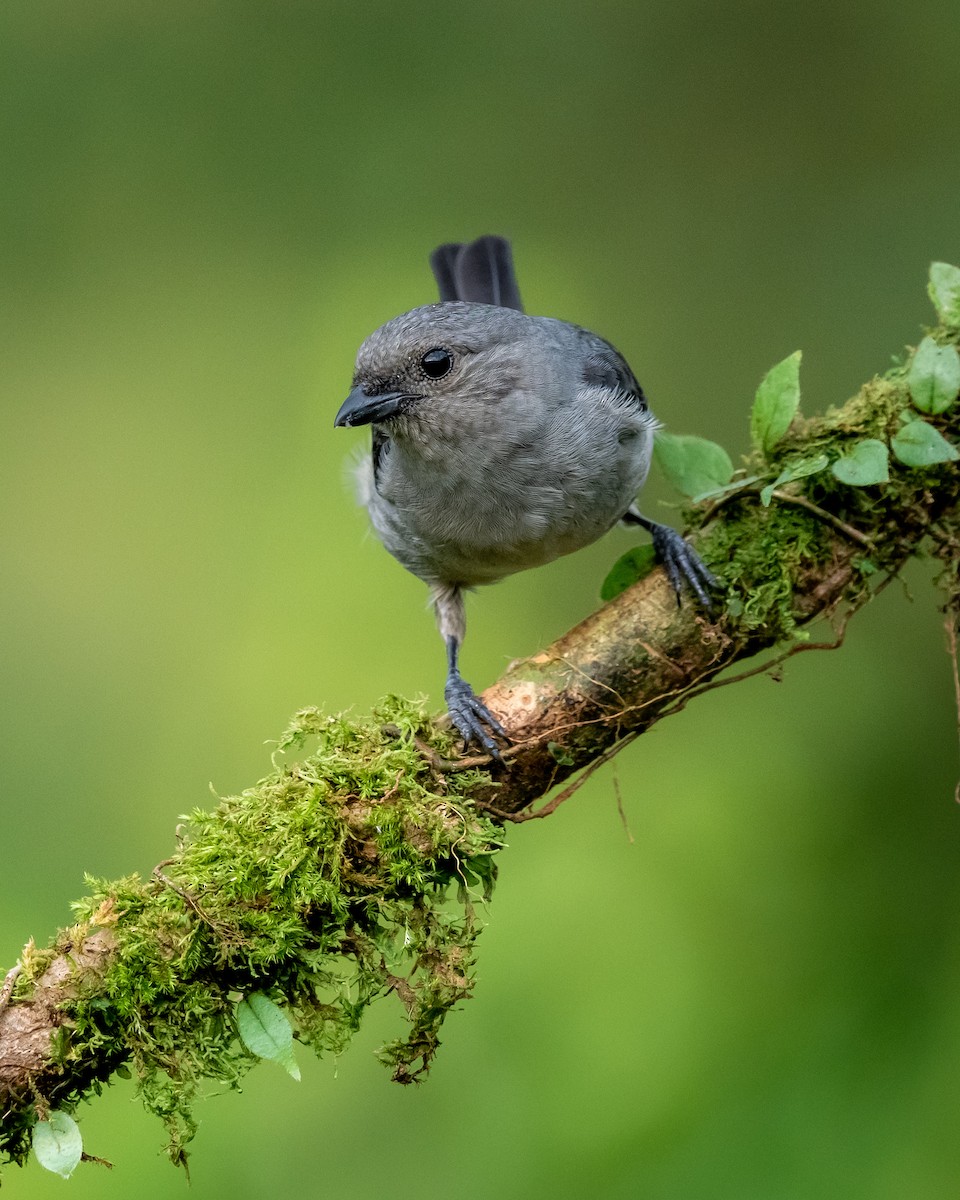 Plain-colored Tanager - ML639846942