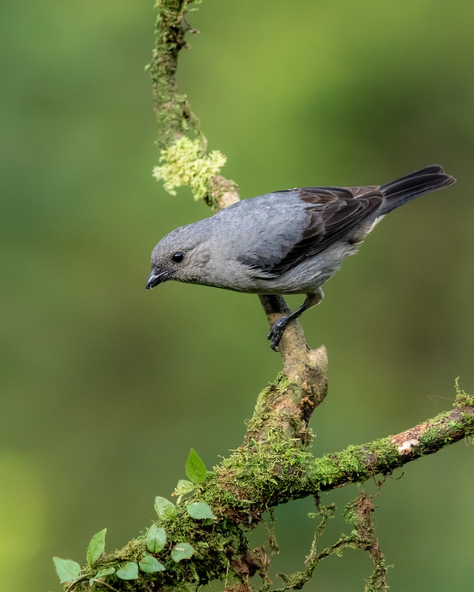 Plain-colored Tanager - ML639846965