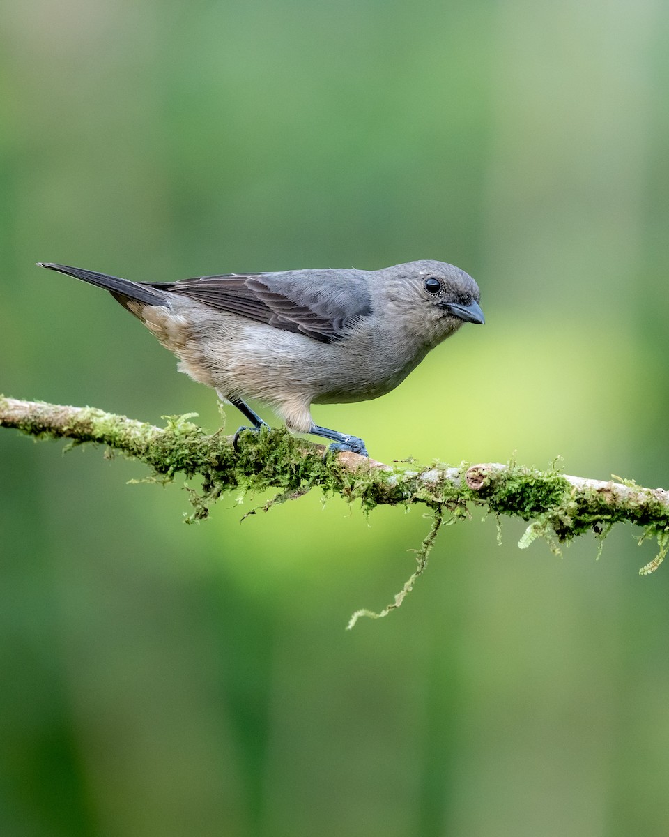 Plain-colored Tanager - ML639846976