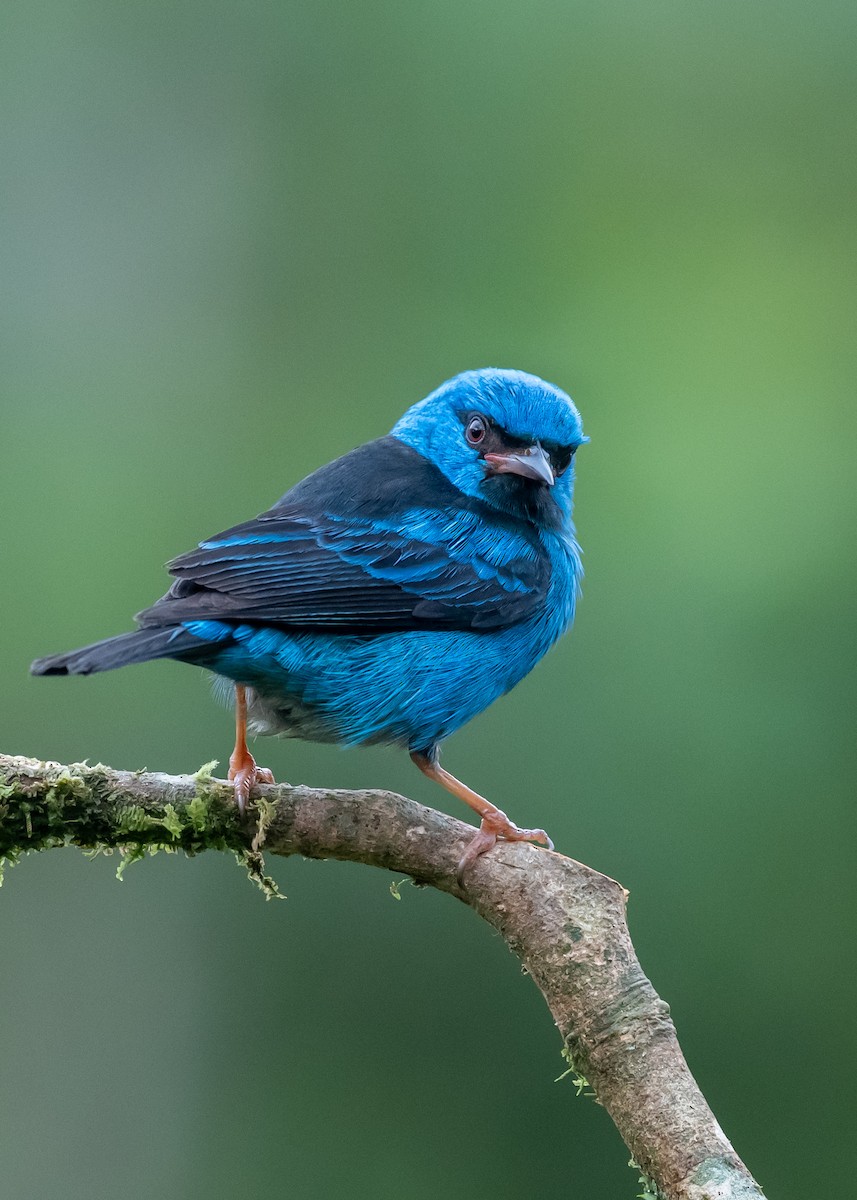 Blue Dacnis - ML639847002