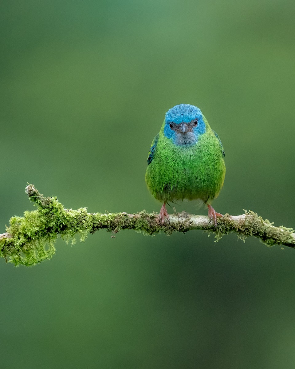 Blue Dacnis - ML639847019