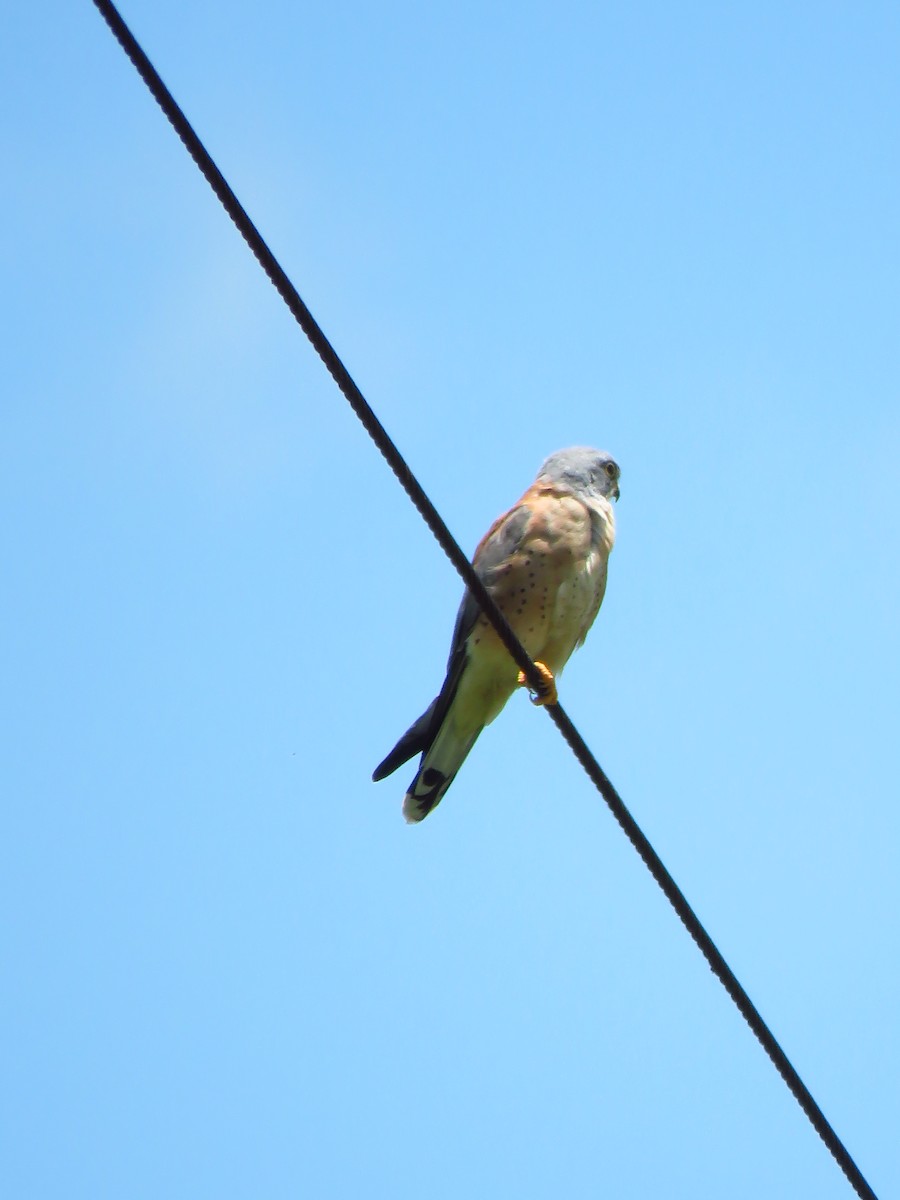 Lesser Kestrel - ML639847026