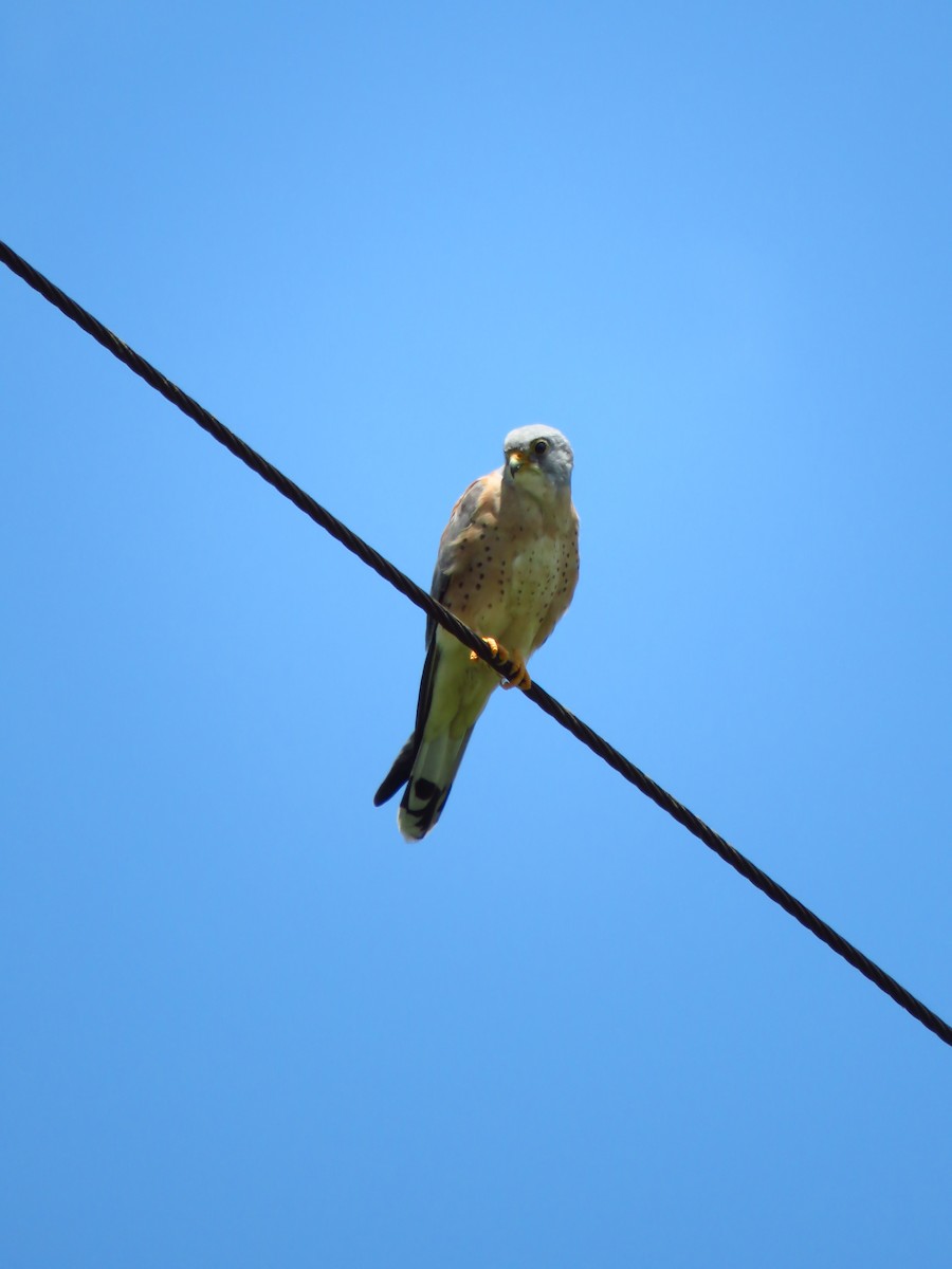 Lesser Kestrel - ML639847027