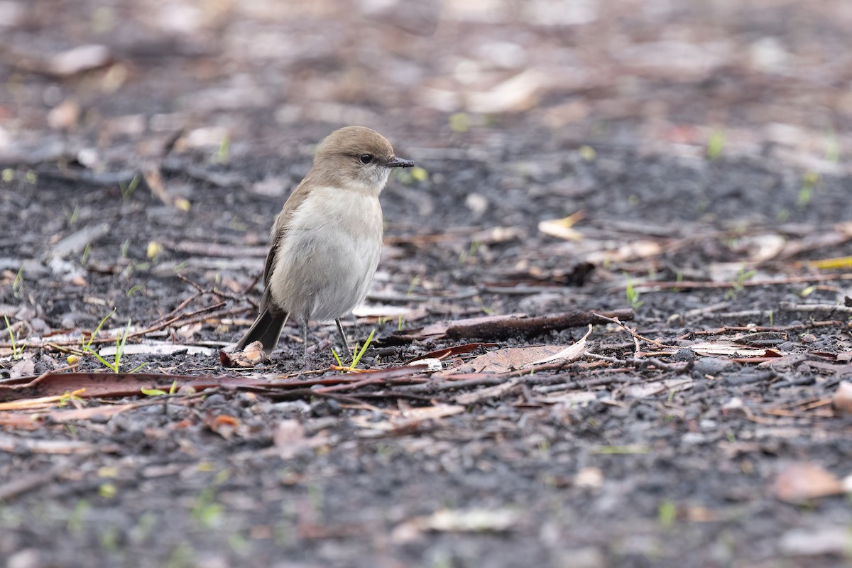 Dusky Robin - ML639847041