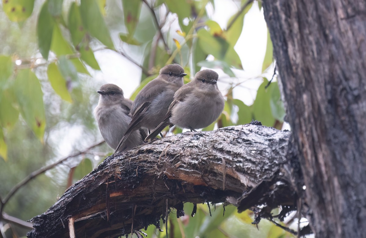 Dusky Robin - ML639847045